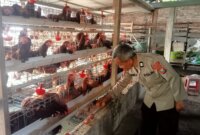 Bhabinkamtibmas Polsek Loceret cek ternak ayam petelur