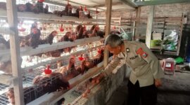 Bhabinkamtibmas Polsek Loceret cek ternak ayam petelur
