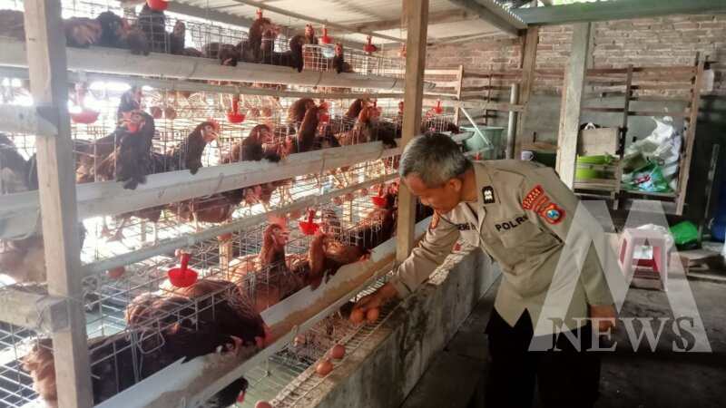 Bhabinkamtibmas Polsek Loceret cek ternak ayam petelur