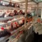 Bhabinkamtibmas Polsek Loceret cek ternak ayam petelur