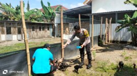 Bhabinkamtibmas Polsek Warujayeng tinjau budidaya ayam semi umbaran