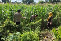 Bhabinkamtibmas Polsek Sukomoro tinjau lahan pekarangan warga