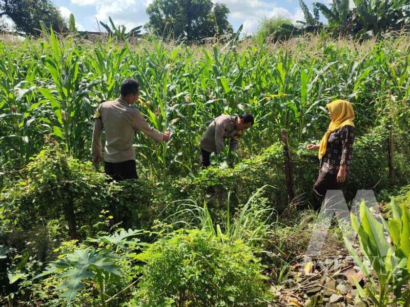 Bhabinkamtibmas Polsek Sukomoro tinjau lahan pekarangan warga