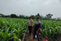 Bhabinkamtibmas tinjau lahan pertanian jagung warga