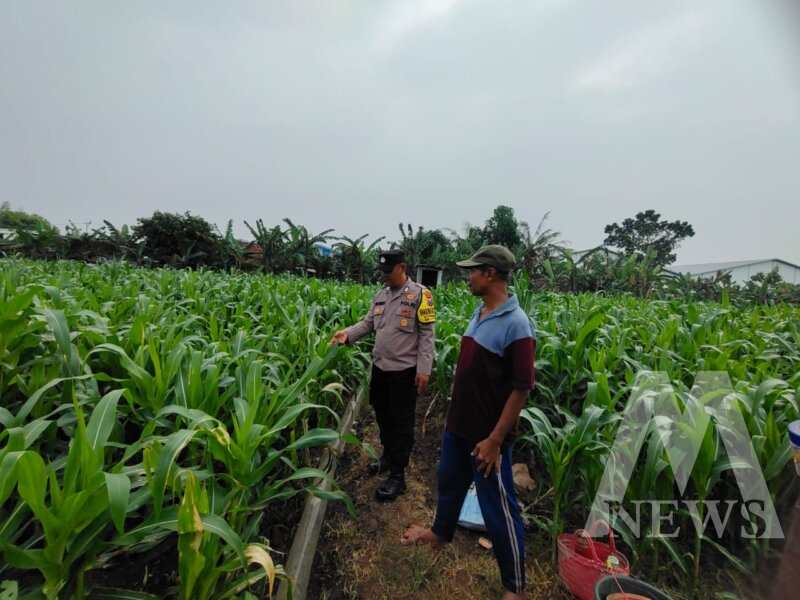Bhabinkamtibmas tinjau lahan pertanian jagung warga