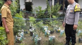 Bhabinkamtibmas Polsek Prambon cek tanaman terong dan cabai milik warga