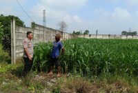 Bhabinkamtibmas Polsek Kertosono manfaatkan lahan tidur