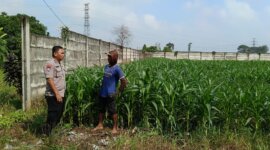 Bhabinkamtibmas Polsek Kertosono manfaatkan lahan tidur