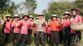Kepala SPN Polda Jatim Kombespol Agus Wibowo saat panen raya jagung