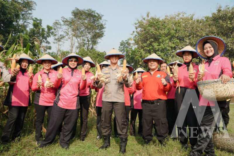 Kepala SPN Polda Jatim Kombespol Agus Wibowo saat panen raya jagung
