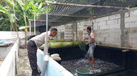 Bhabinkamtibmas sambangi budidaya lele dan nila milik warga