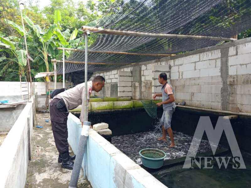 Bhabinkamtibmas sambangi budidaya lele dan nila milik warga