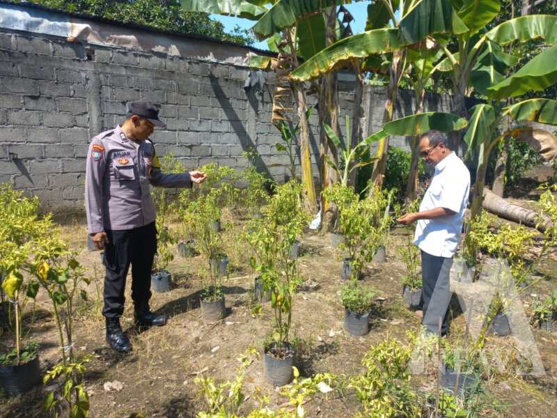 Bhabinkamtibmas sambangi lahan tanaman cabe milik warga