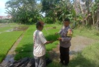 Bhabinkamtibmas Polsek Ngronggot serahkan benih padi ke warga