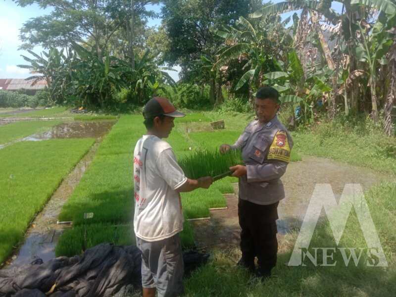 Bhabinkamtibmas Polsek Ngronggot serahkan benih padi ke warga