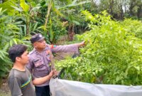 Bhabinkamtibmas Polsek Gondang tinjau budidaya cabai merah