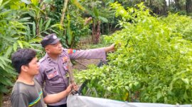 Bhabinkamtibmas Polsek Gondang tinjau budidaya cabai merah
