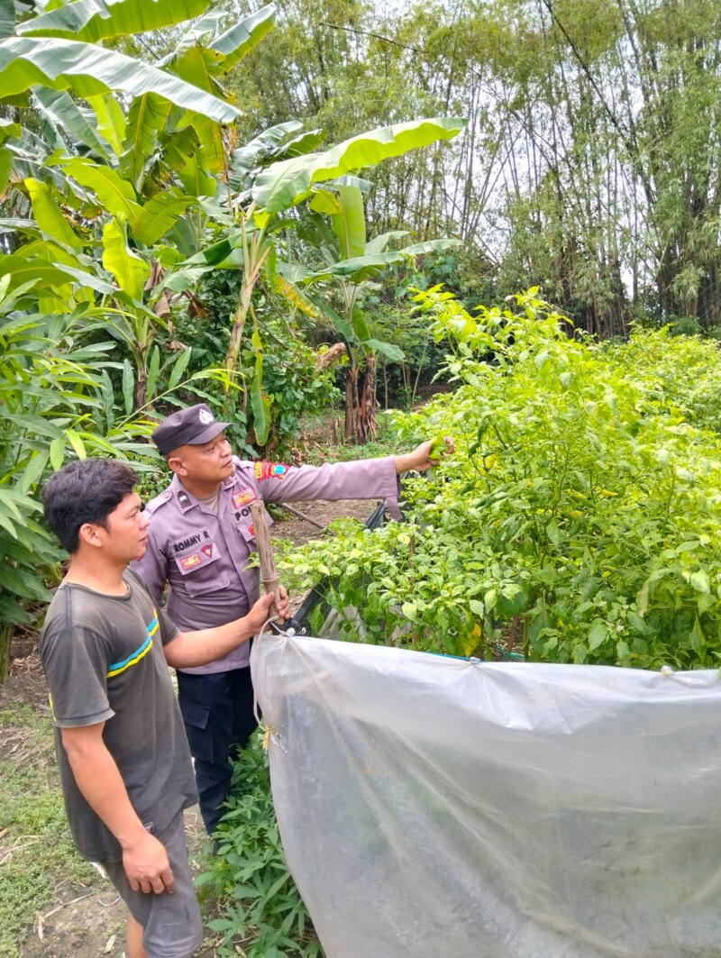 Bhabinkamtibmas Polsek Gondang tinjau budidaya cabai merah