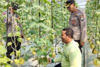 Polsek Warujayeng apresiasi budidaya melon