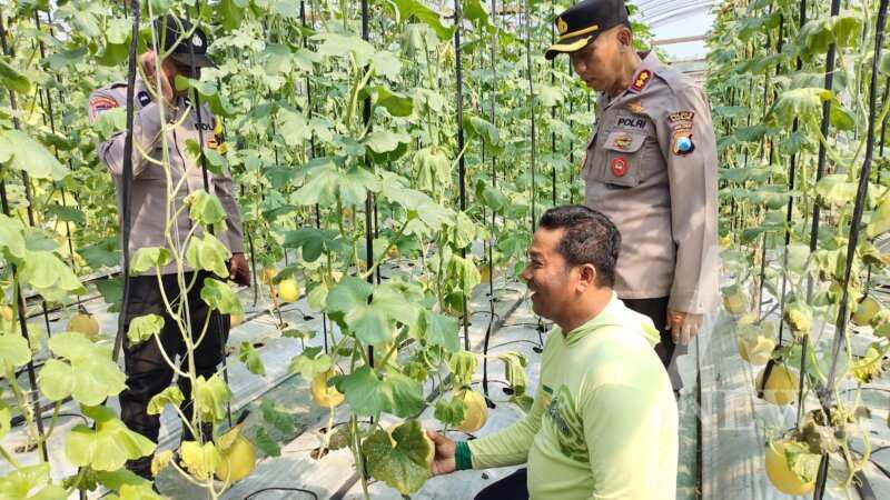 Polsek Warujayeng apresiasi budidaya melon