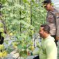 Polsek Warujayeng apresiasi budidaya melon