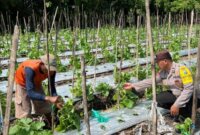 Bhabinkamtibmas Polsek Rejoso tinjau tanaman Melon milik warga