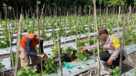 Bhabinkamtibmas Polsek Rejoso tinjau tanaman Melon milik warga