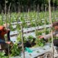 Bhabinkamtibmas Polsek Rejoso tinjau tanaman Melon milik warga