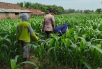 Polsek Patianrowo manfaatkan lahan jadi kebun produktif