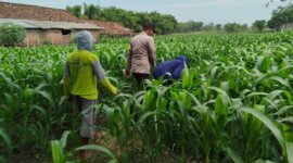 Polsek Patianrowo manfaatkan lahan jadi kebun produktif