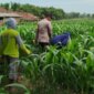 Polsek Patianrowo manfaatkan lahan jadi kebun produktif