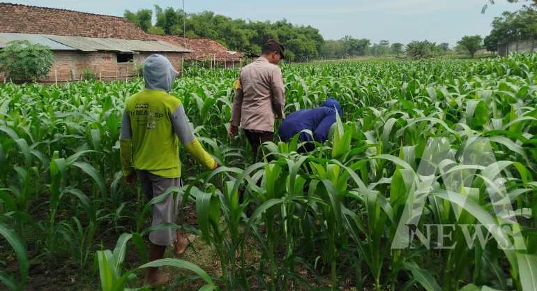 Polsek Patianrowo manfaatkan lahan jadi kebun produktif