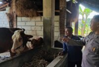 Bhabinkamtibmas Nglawak tinjau peternakan sapi