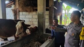 Bhabinkamtibmas Nglawak tinjau peternakan sapi