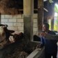 Bhabinkamtibmas Nglawak tinjau peternakan sapi