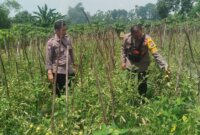 Bhabinkamtibmas Polsek Baron tinjau tanaman terong