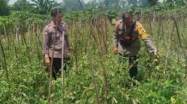 Bhabinkamtibmas Polsek Baron tinjau tanaman terong