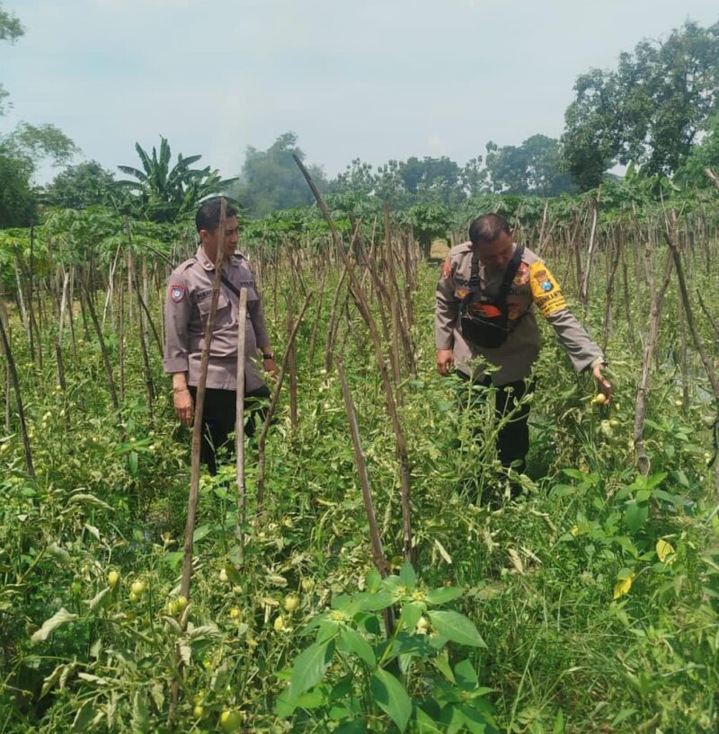 Bhabinkamtibmas Polsek Baron tinjau tanaman terong