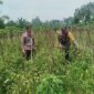 Bhabinkamtibmas Polsek Baron tinjau tanaman terong