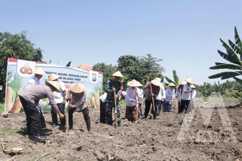 Polres Tanjung Perak dan Santri Ponpes Al-Fitrah tanam jagung