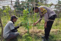Bhabinkamtibmas cek perkembangan tanaman warga