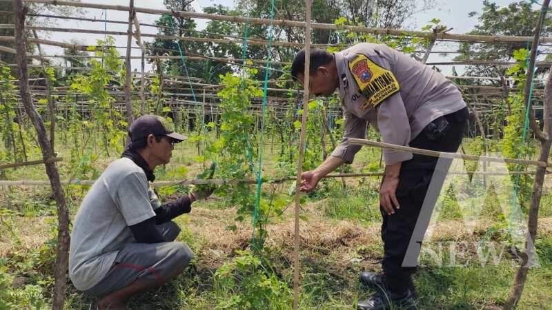 Bhabinkamtibmas cek perkembangan tanaman warga