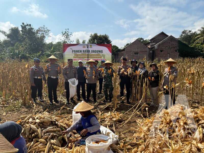 Kapolres Trenggalek AKBP Ridwan Maliki panen raya jagung bersama warga