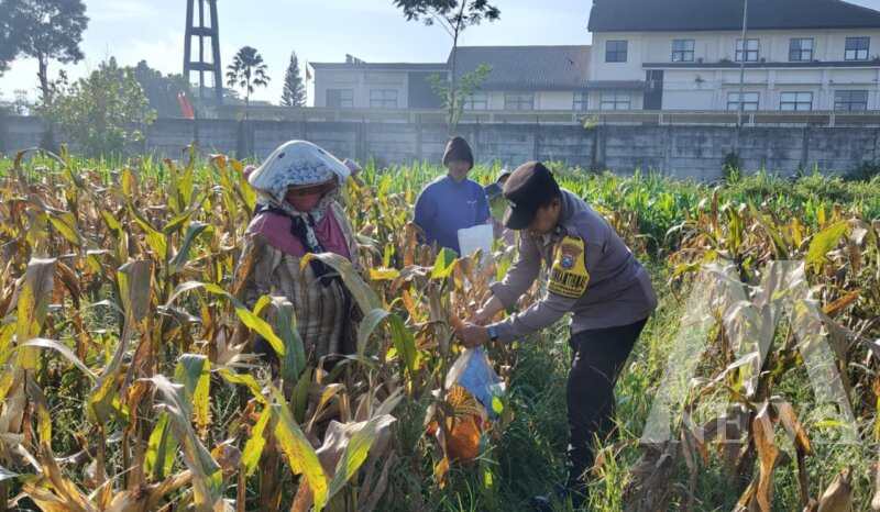 Bhabinkamtibmas dan petani panen jagung