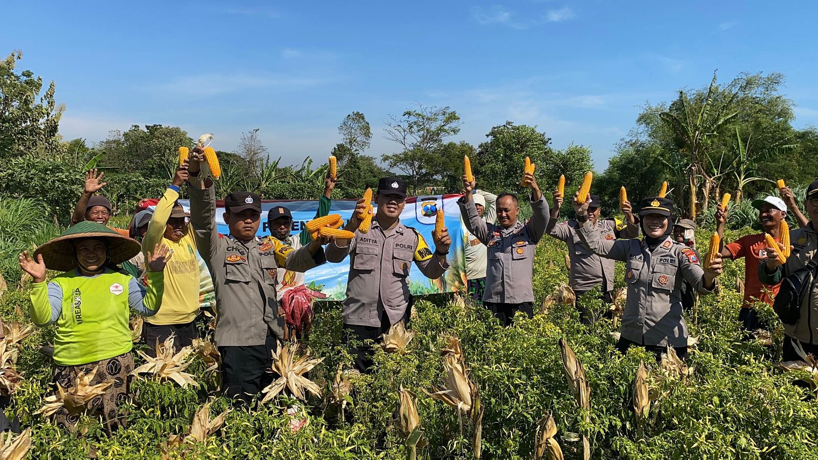 Polsek Bantaran panen jagung bersama kelompok tani