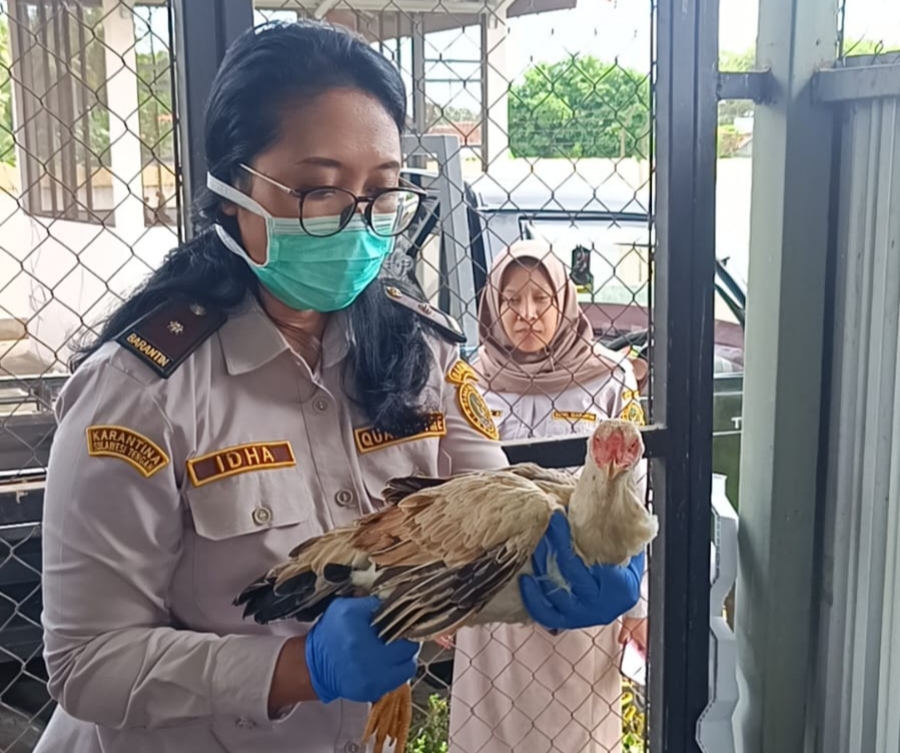 Karantina Jatim gagalkan pengiriman ayam kampung ilegal ke Bali