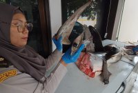 Karantina Jatim amankan barang bukti hiu segar