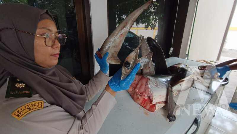 Karantina Jatim amankan barang bukti hiu segar