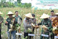 Polres Gresik panen jagung serentak bersama Mabes Polri