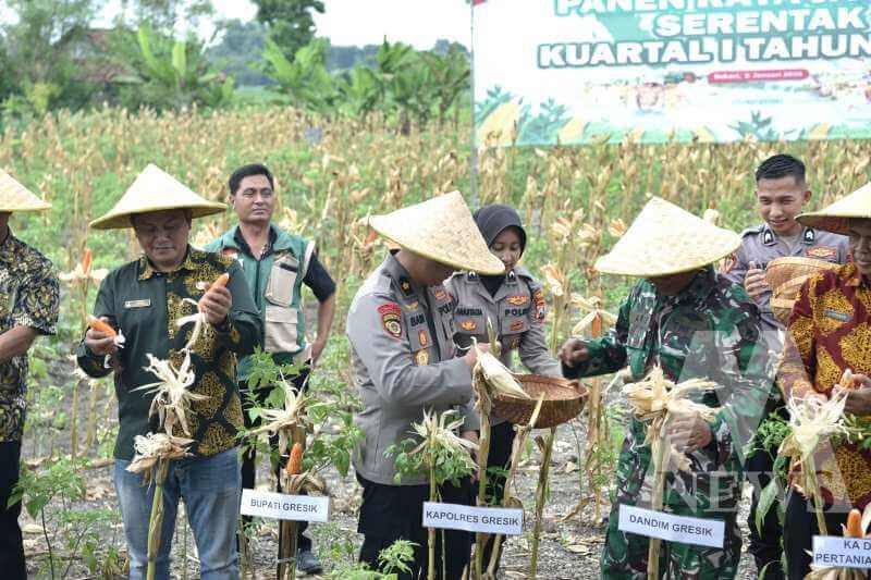 Polres Gresik panen jagung serentak bersama Mabes Polri